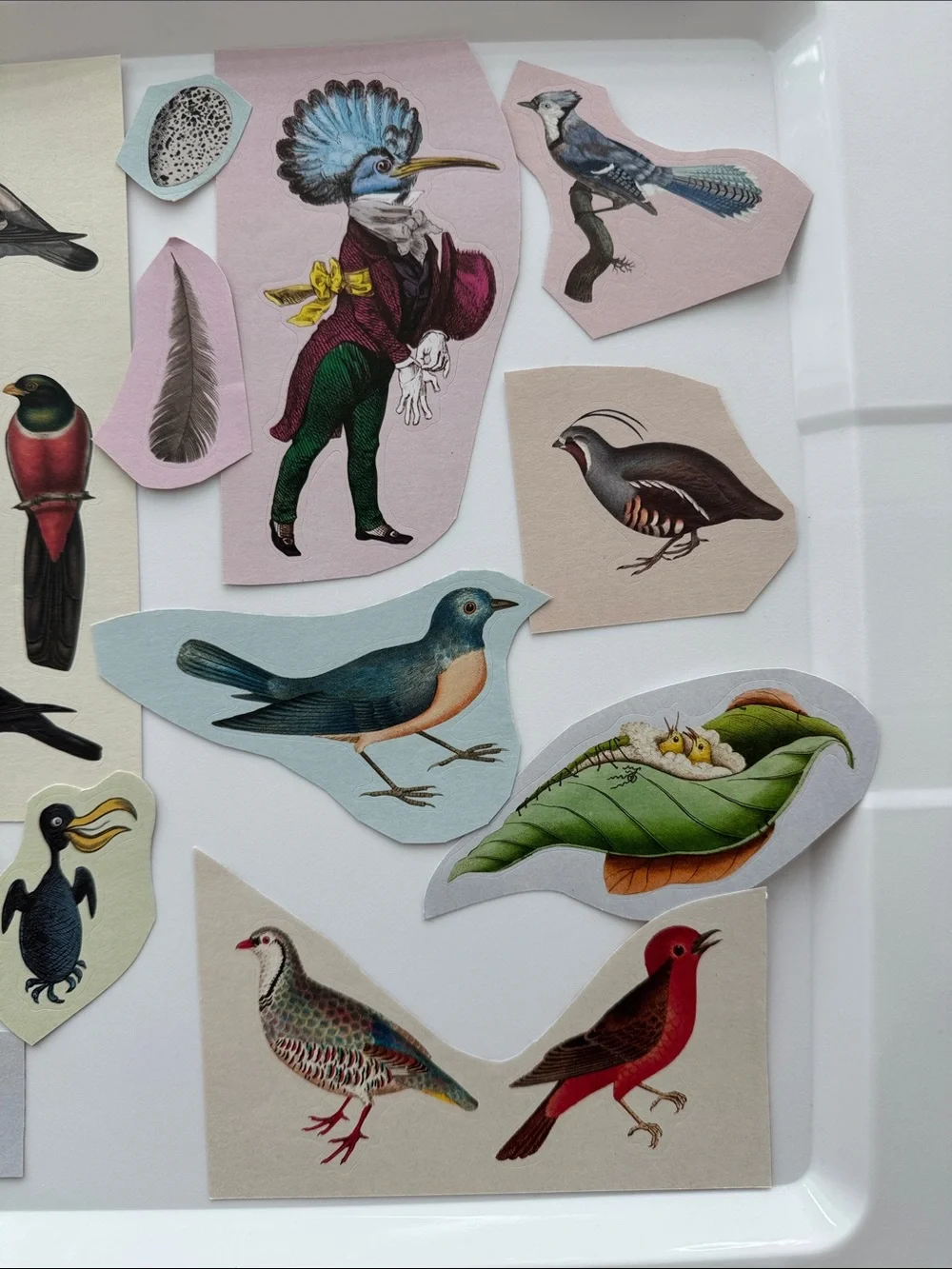 Bird Gift Bag and Stickers